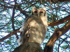 Verreaux's Eagle-Owl