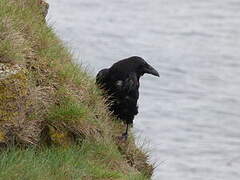 Northern Raven