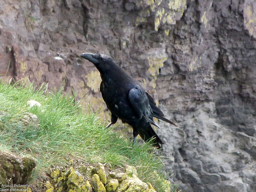 Northern Ravenimmature, habitat, pigmentation