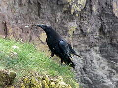 Northern Raven