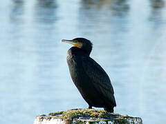 Great Cormorant