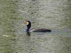 Great Cormorant