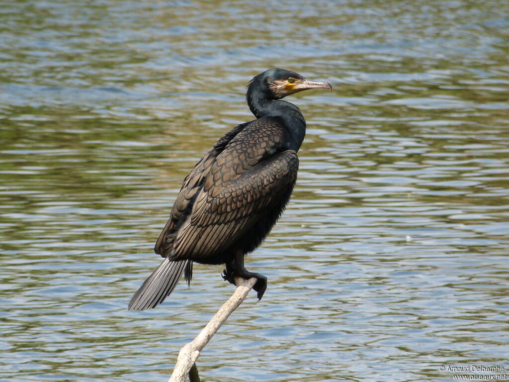 Great Cormorant