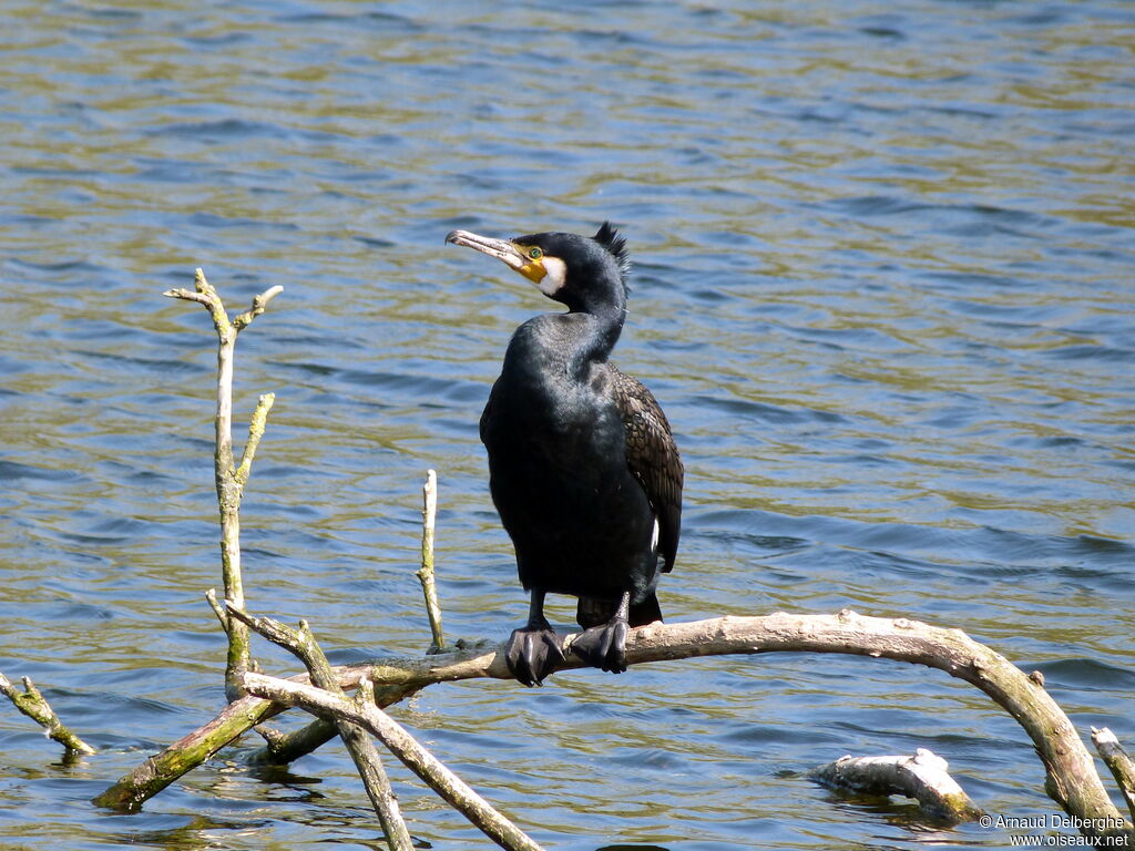 Great Cormorant