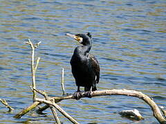 Great Cormorant