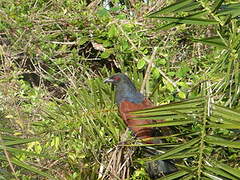 Greater Coucal