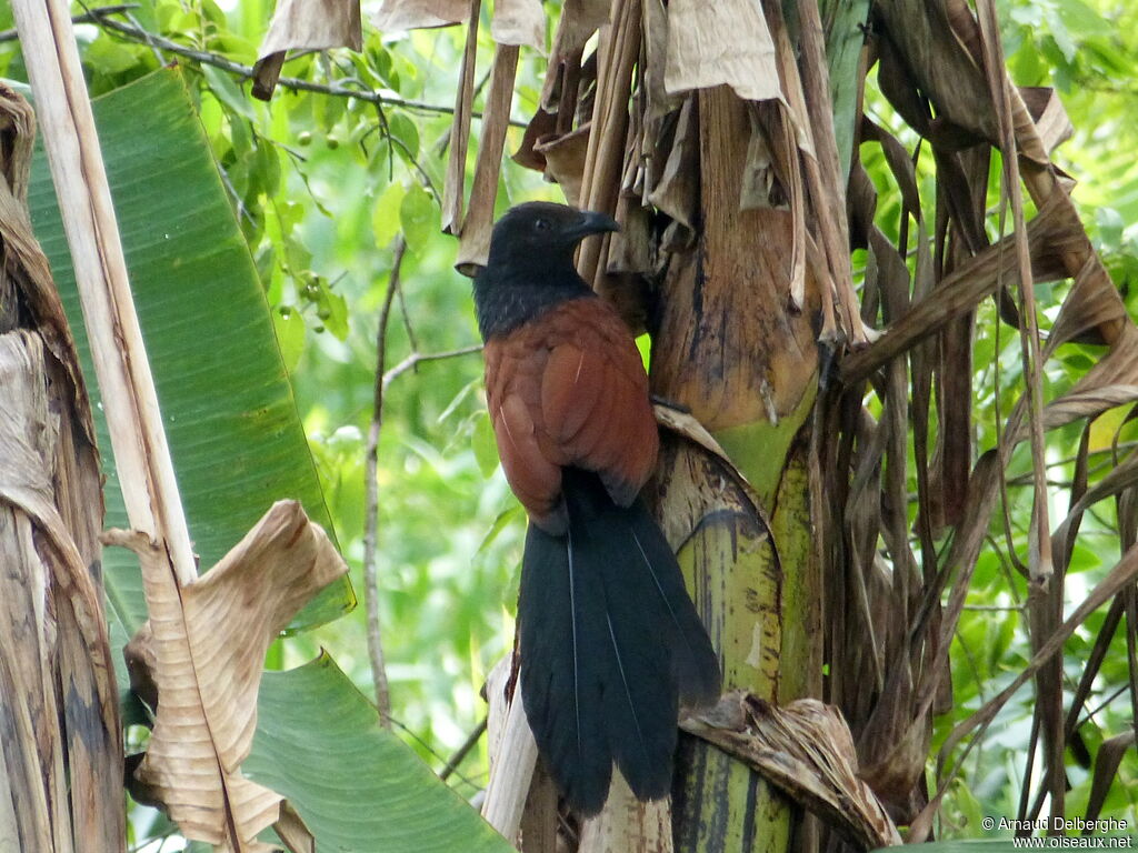 Grand Coucal