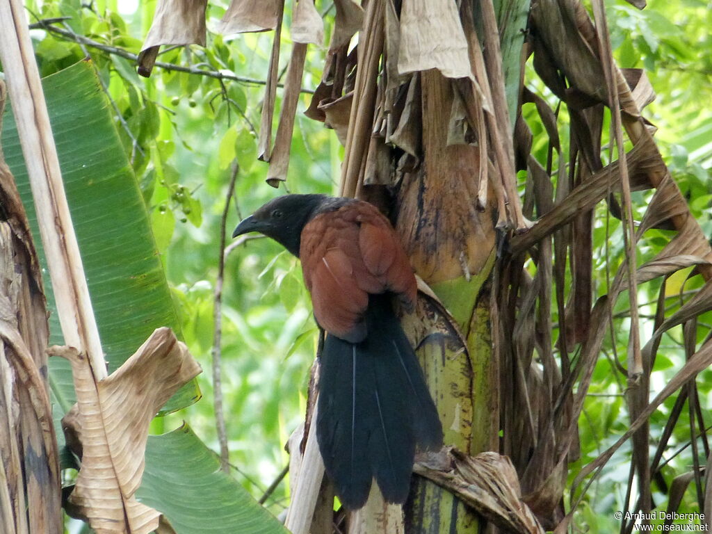 Greater Coucal