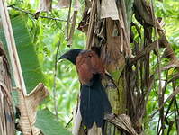 Grand Coucal