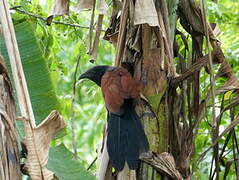 Grand Coucal