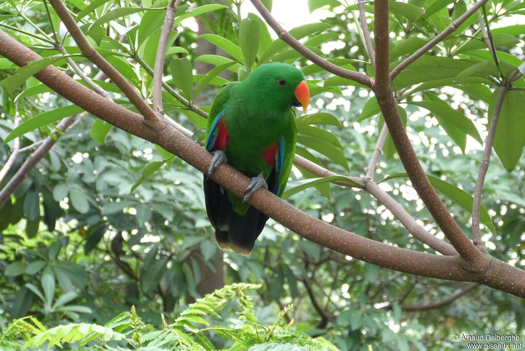 Moluccan Eclectus