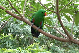 Eclectus Parrot