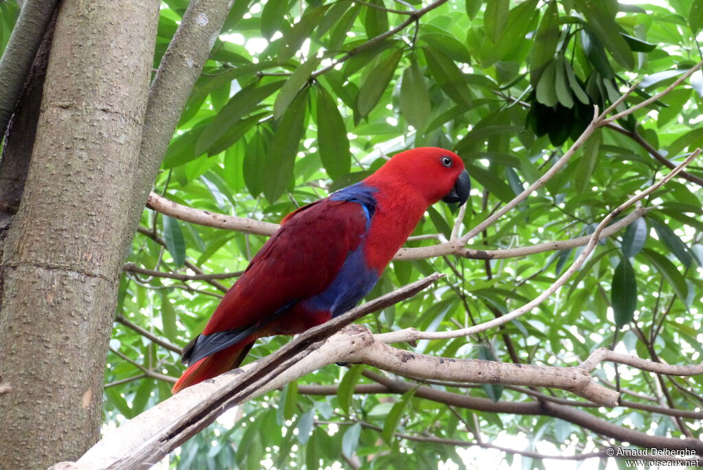 Moluccan Eclectus