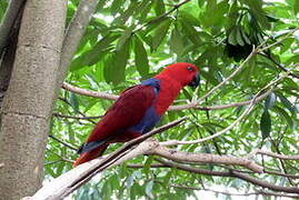 Moluccan Eclectus