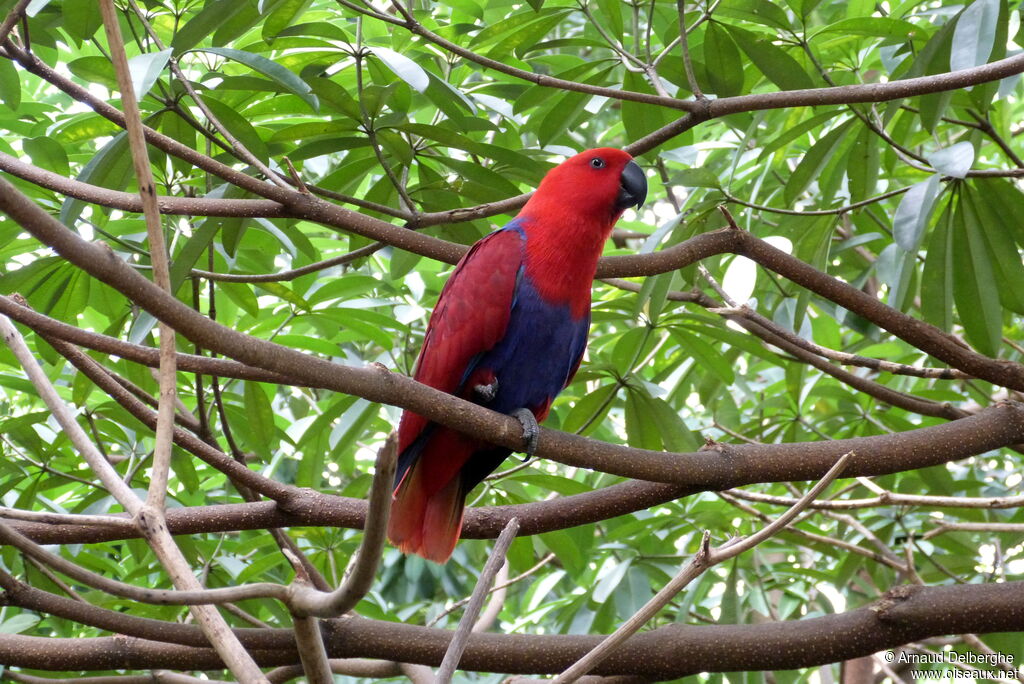 Moluccan Eclectus