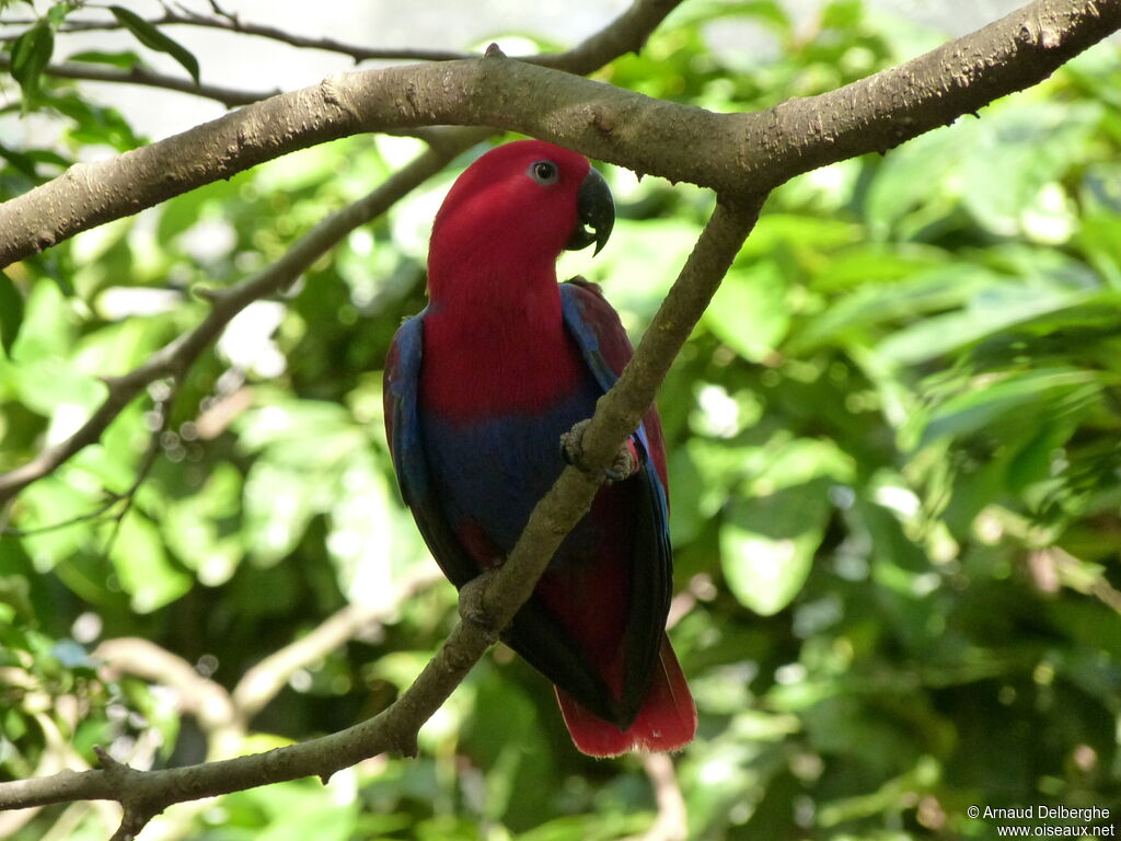 Moluccan Eclectus female adult, close-up portrait