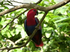 Moluccan Eclectus