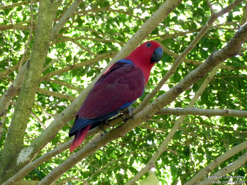 Eclectus Parrot female adult, identification
