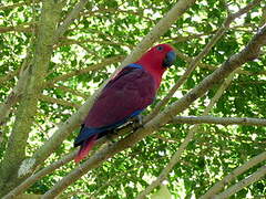 Moluccan Eclectus