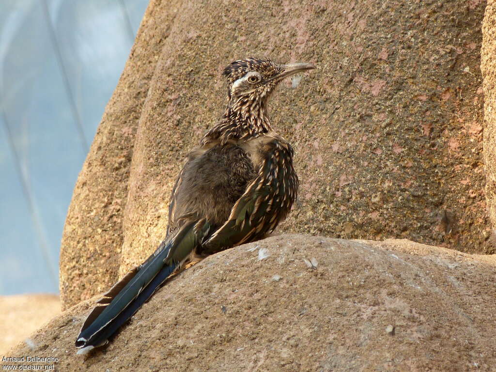 Greater Roadrunneradult, Behaviour