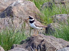 Common Ringed Plover