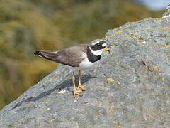 Common Ringed Plover