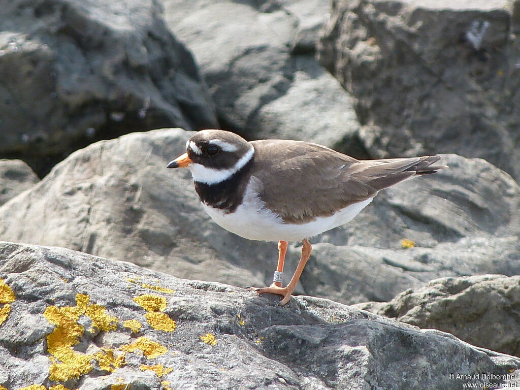 Common Ringed Plover