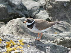 Common Ringed Plover