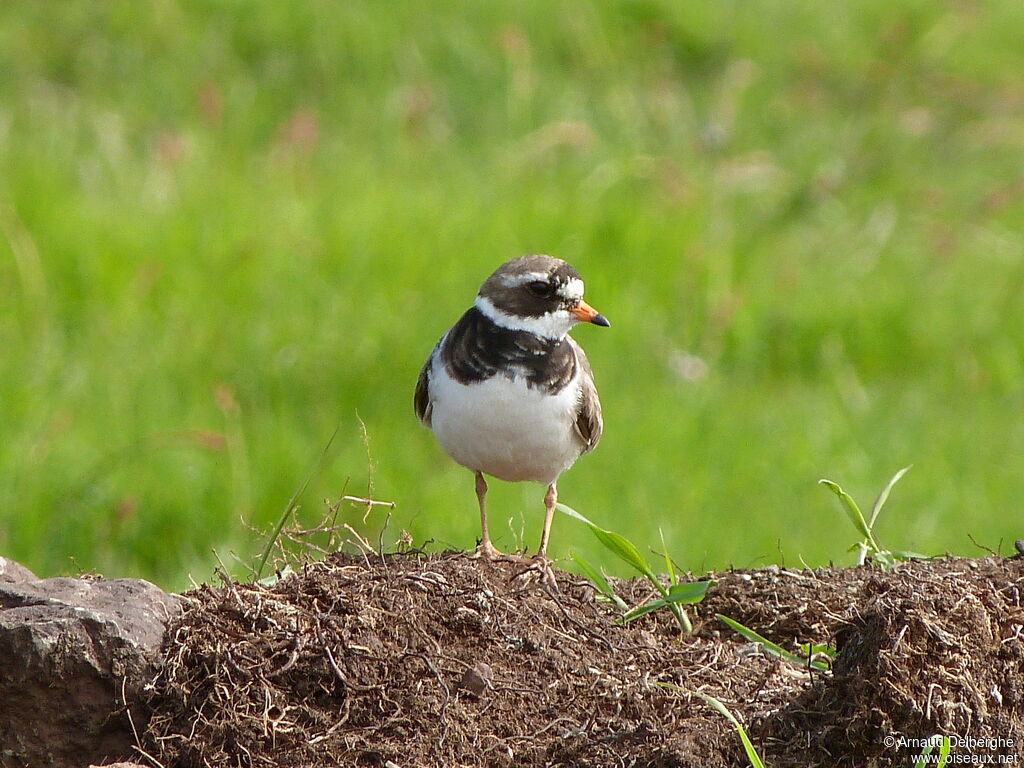 Common Ringed Plover