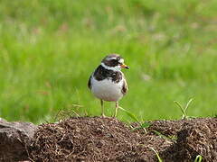 Common Ringed Plover