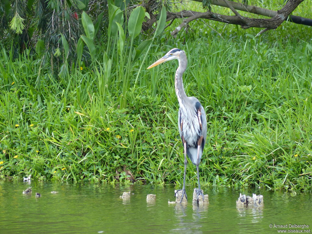 Great Blue Heron