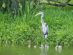 Great Blue Heron