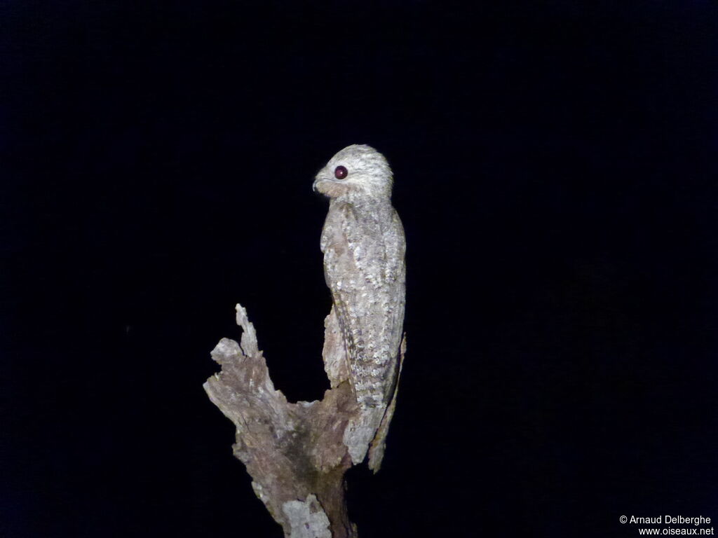 Great Potoo