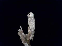 Great Potoo