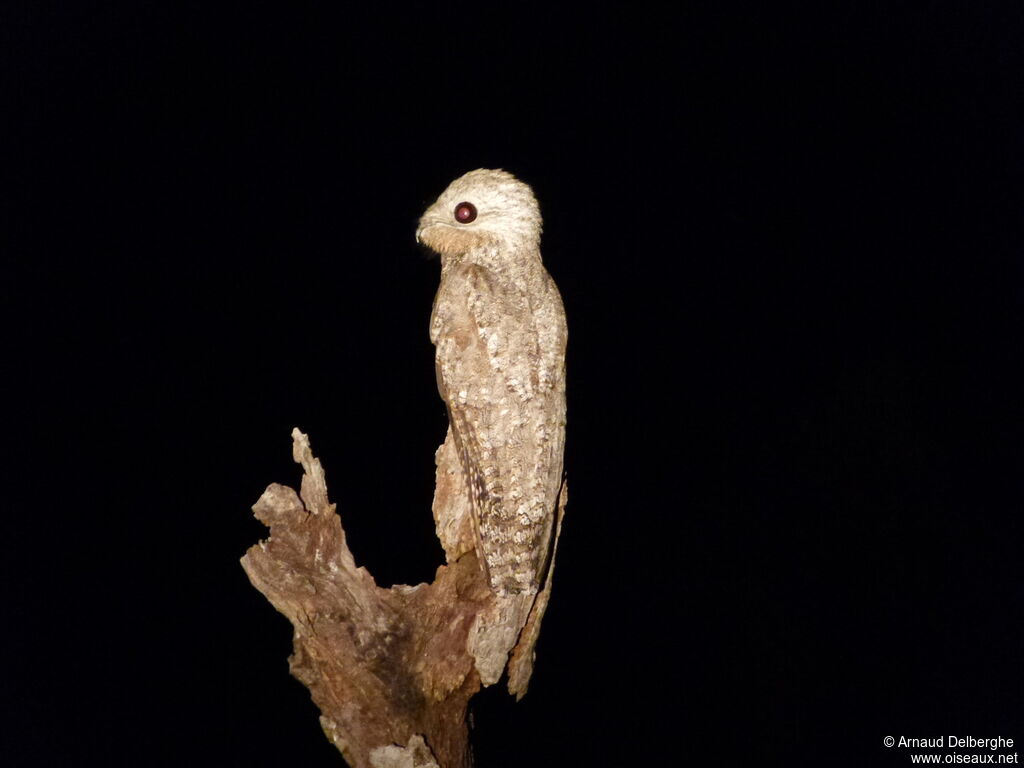 Great Potoo