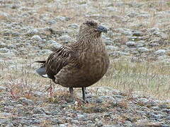 Great Skua