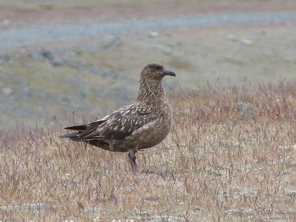 Great Skua