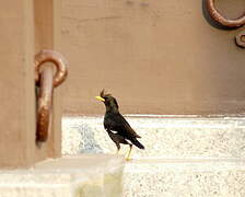 Great Myna