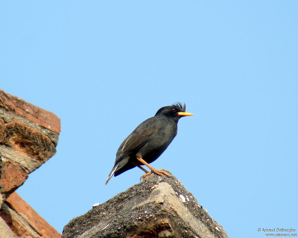 Great Myna