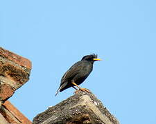 Great Myna