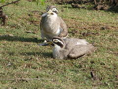 Great Stone-curlew