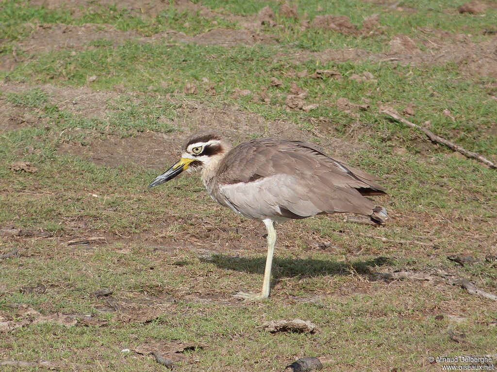 Great Stone-curlew