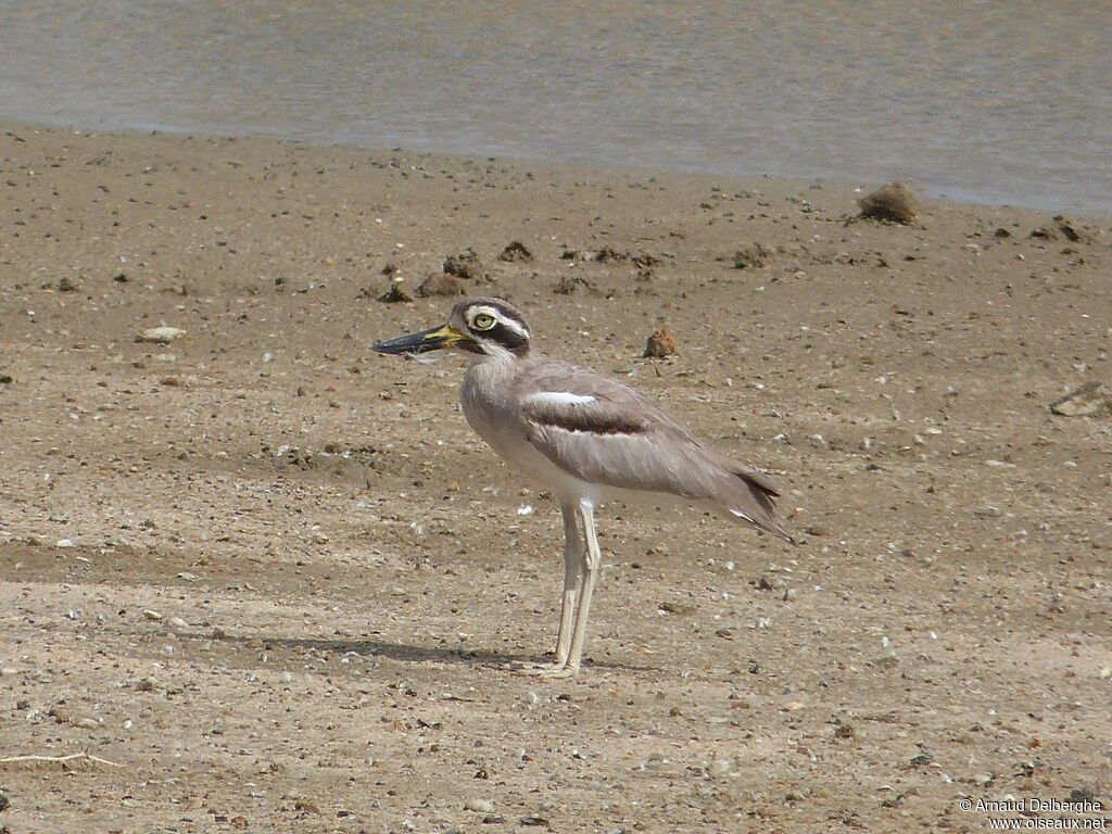 Great Stone-curlew