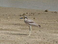 Great Stone-curlew