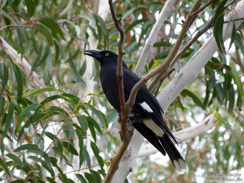 Pied Currawong