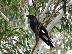 Pied Currawong