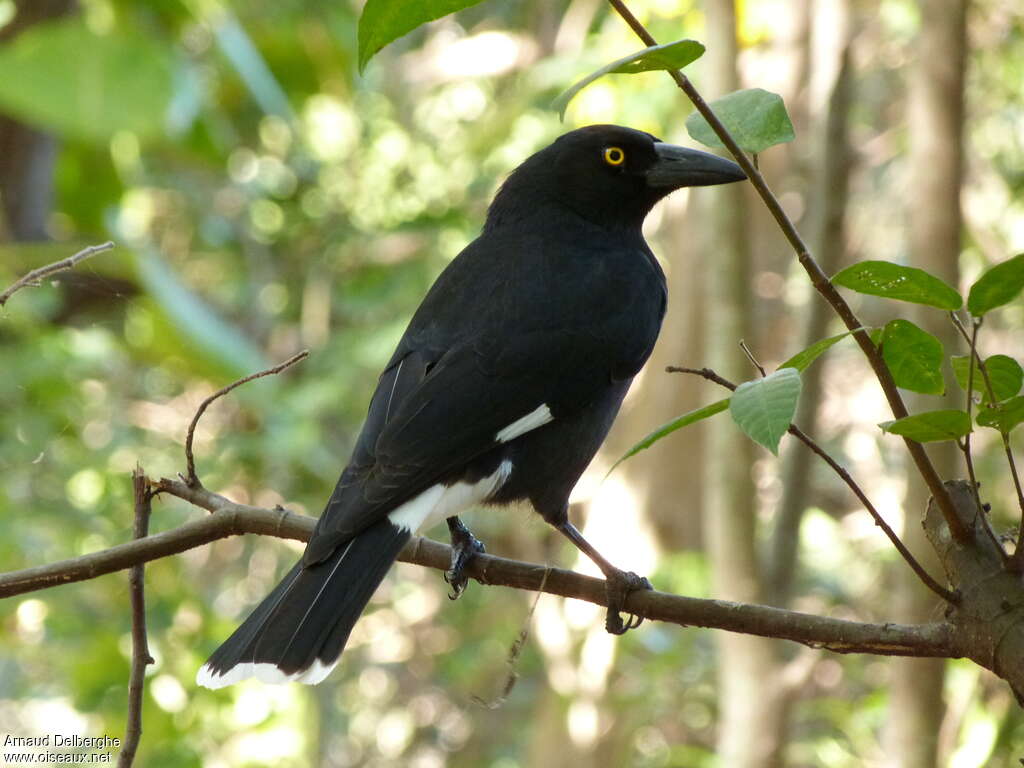 Pied Currawongadult, identification