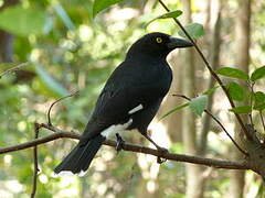 Pied Currawong