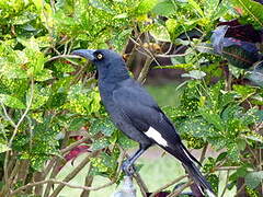 Pied Currawong