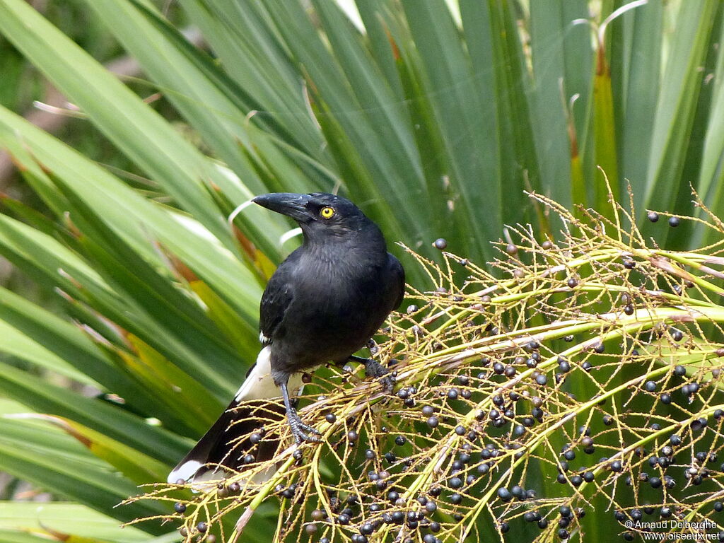 Pied Currawong